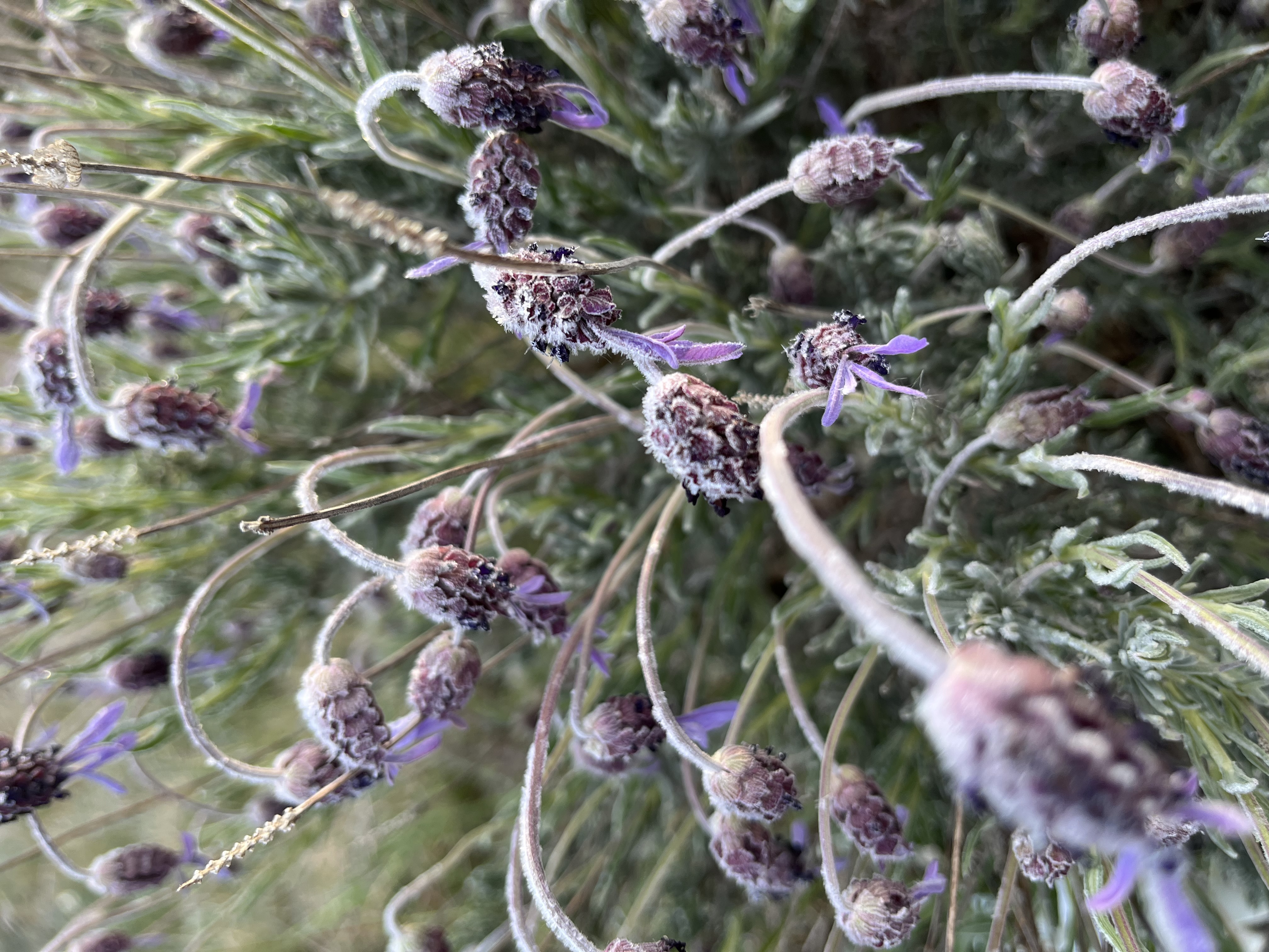 Камино: Португальский прибрежный путь — фото 13