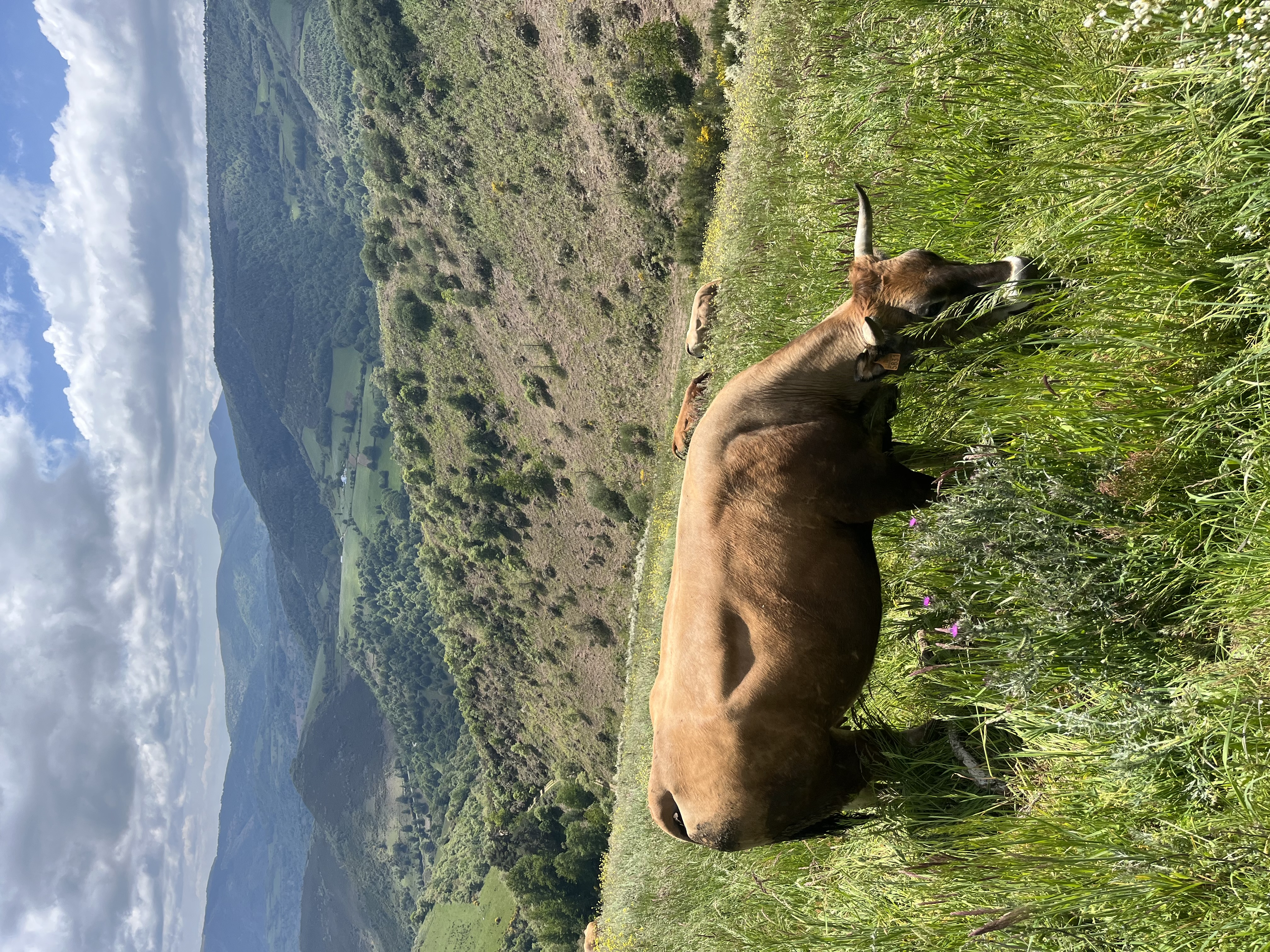 Камино: Португальский прибрежный путь — фото 16