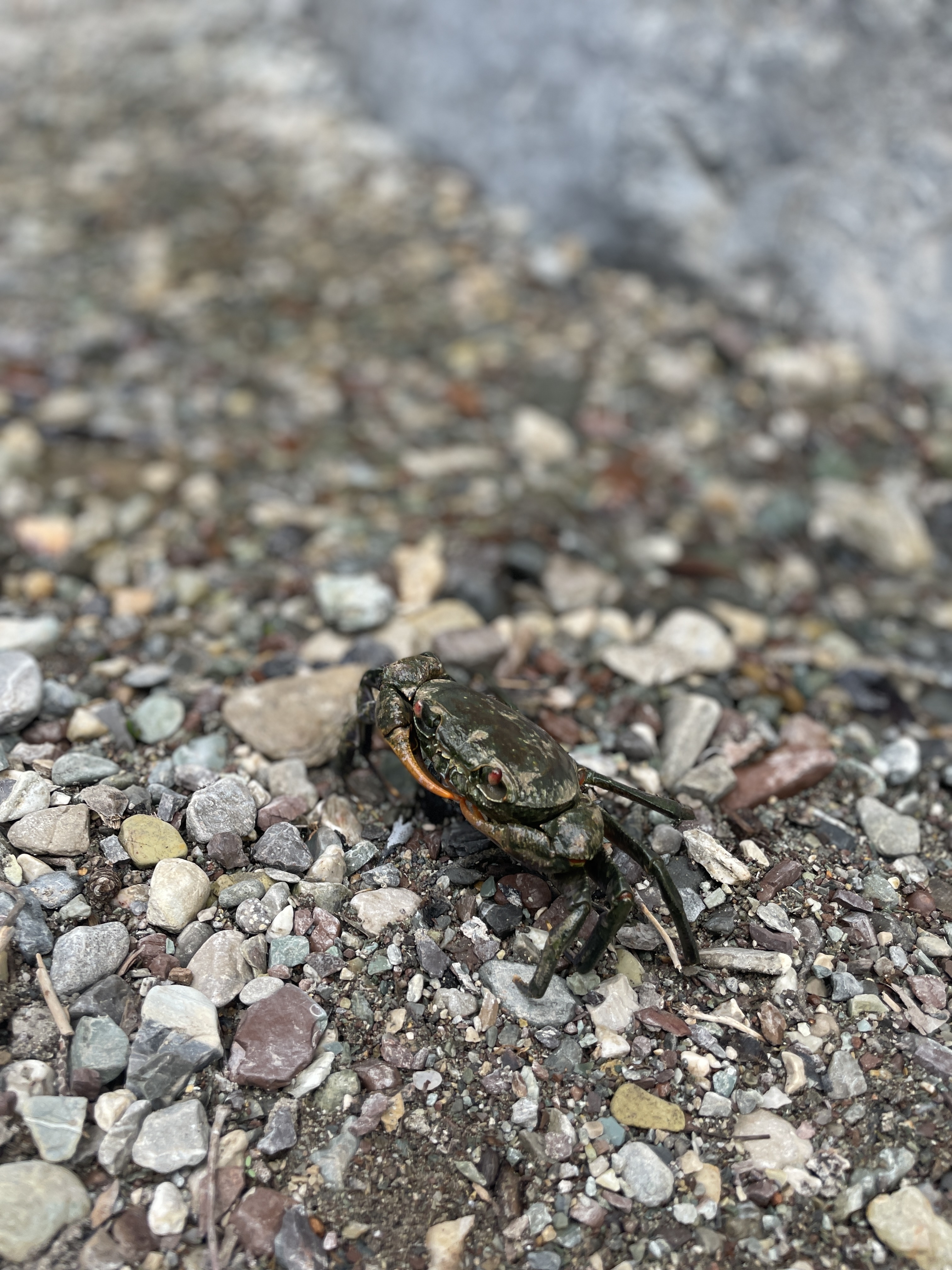 Ликийская тропа: восточная часть с палатками — фото 16