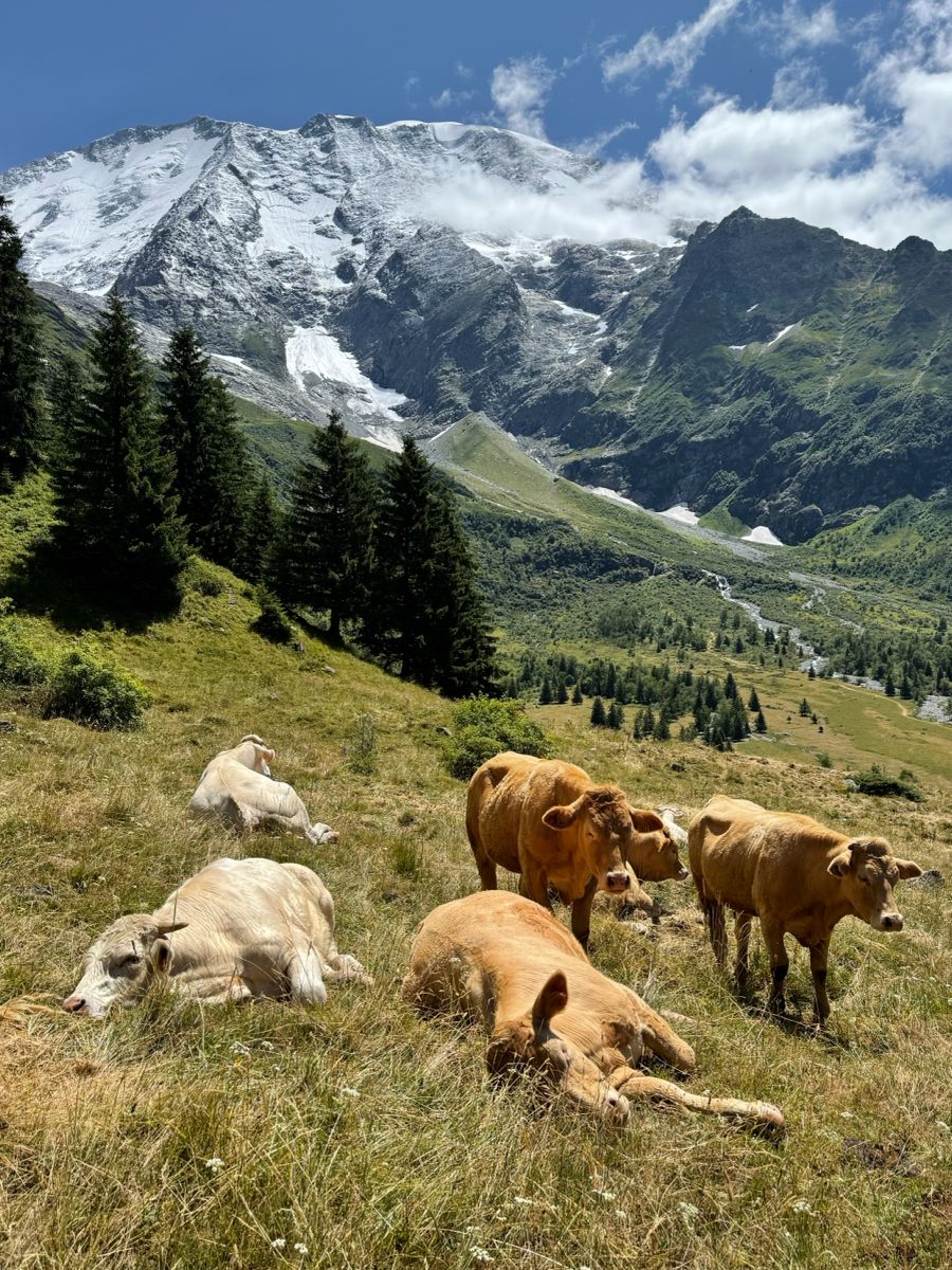 Треккинг вокруг Монблана (Tour du Mont Blanc) — фото 4